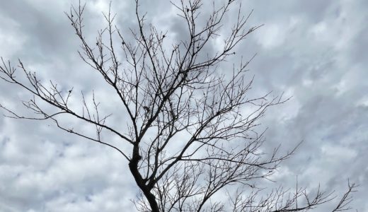 説教おやじの徒然日記：【実家の庭手入れ】柿の木の剪定と換気扇の維持。2日がかりのメンテナンス